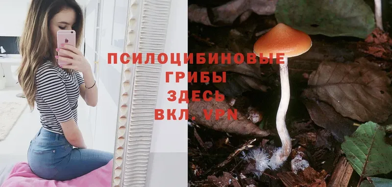 что такое наркотик  Камышлов  Псилоцибиновые грибы Psilocybine cubensis 